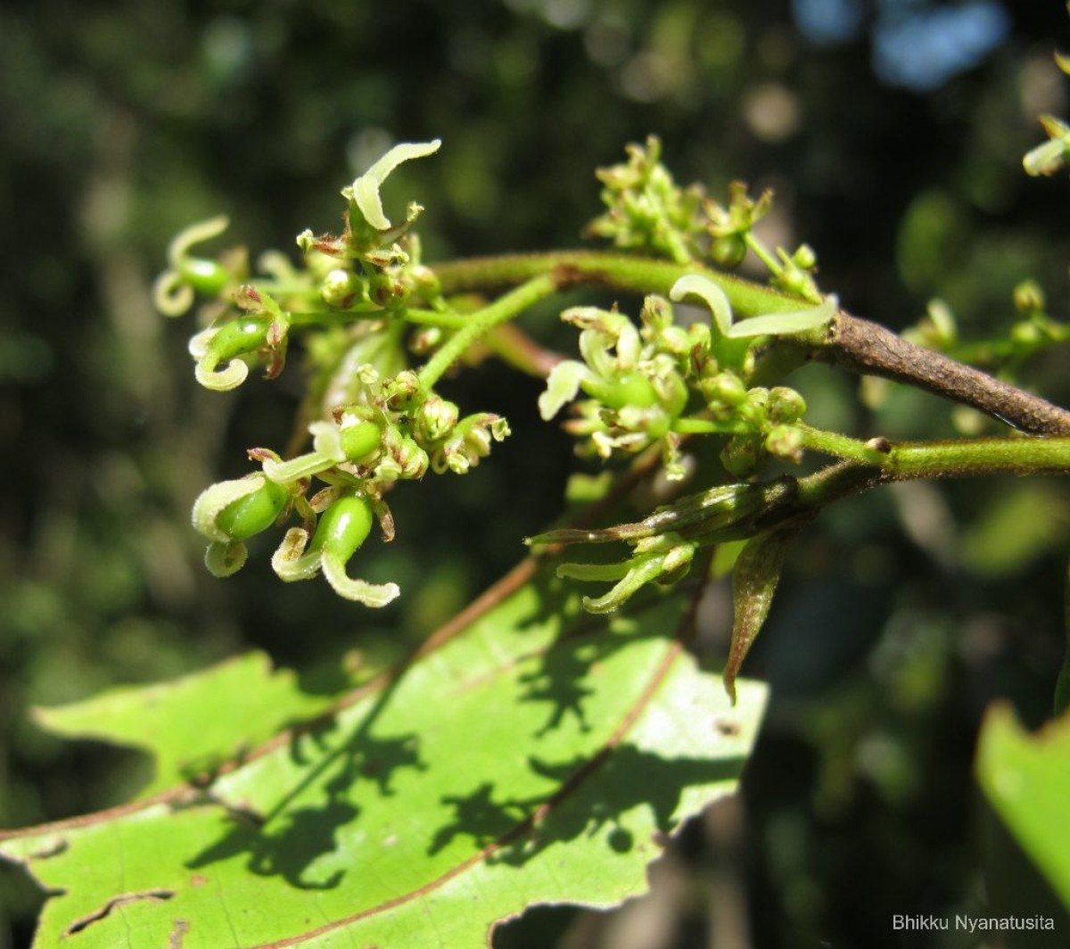 Celtis philippensis Blanco